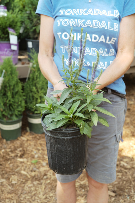 Veronica 'Royal Candles' - 1 gal